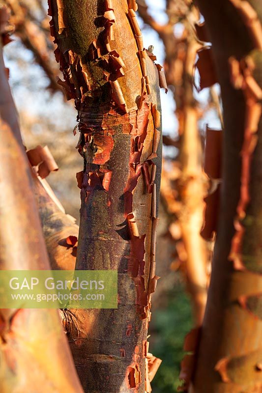 Acer griseum - Paperbark Maple - peeling tree bark