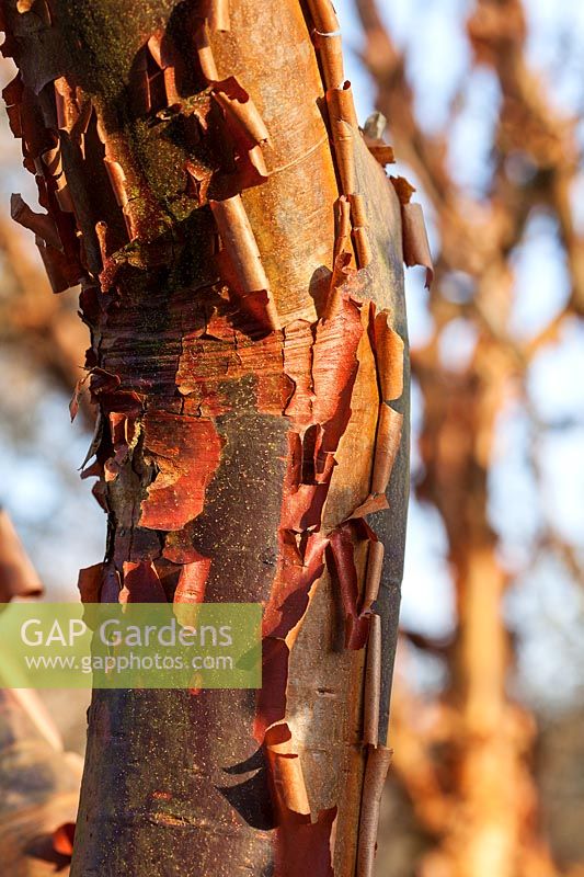 Acer griseum - Paperbark Maple - peeling tree bark