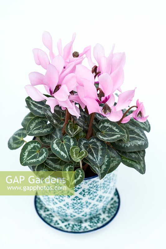 Cyclamen SS Verano in a decorative ceramic pot and saucer with a white background