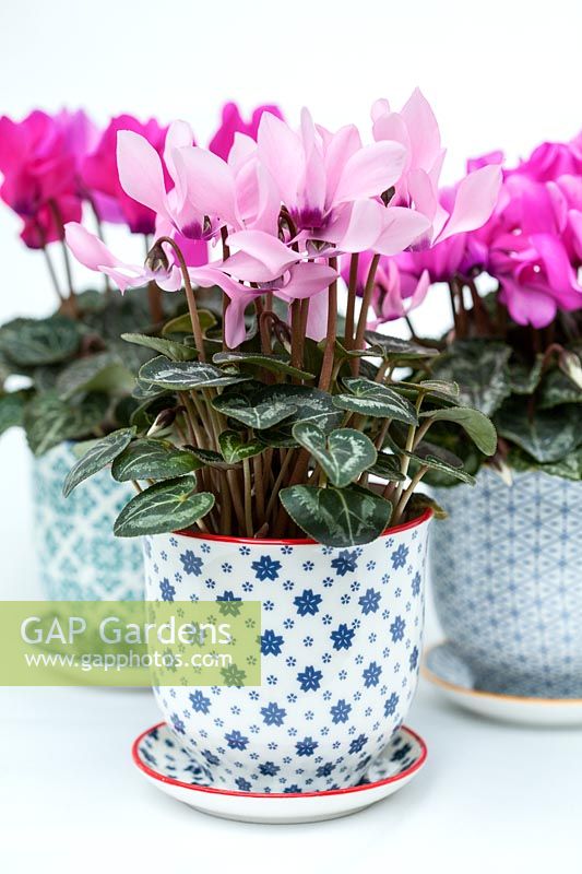 Cyclamen SS Verano in a decorative ceramic pots and saucers with a white background