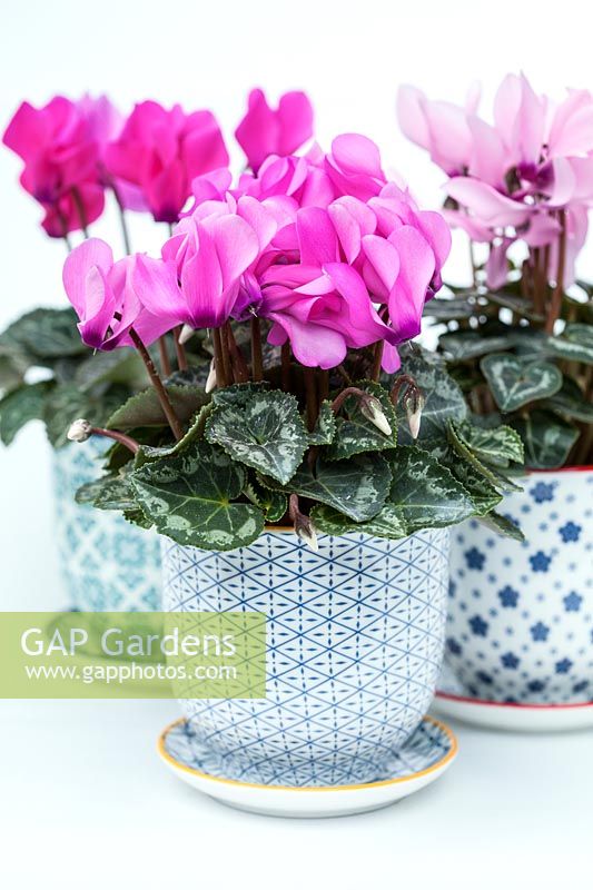 Cyclamen SS Verano in decorative ceramic pots and saucers with a white background