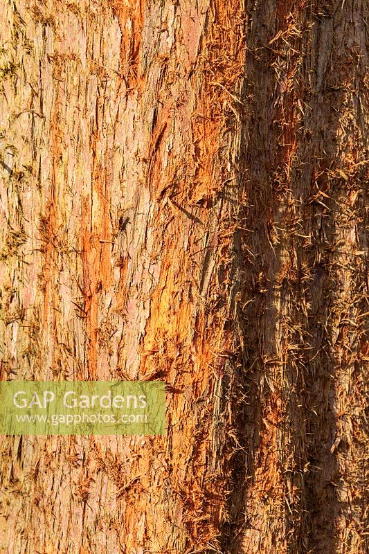 Metasequoia glyptostroboides - Dawn redwood tree bark detail