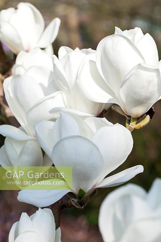Magnolia 'Anticipation' flowering in spring