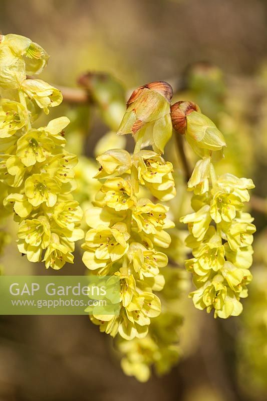 Corylopsis glabrescens var. gotoana flowering in spring