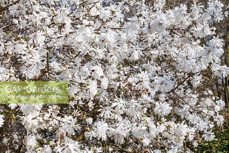 Magnolia x loebneri 'Pink Perfection' flowering in spring