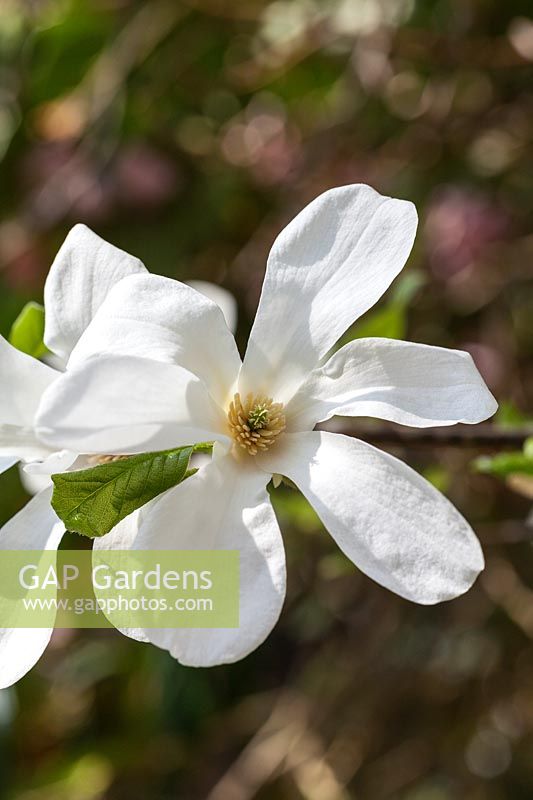Magnolia kobus 'White Elegance' flowering in spring