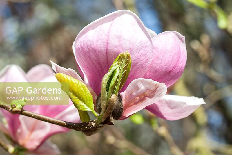 Magnolia x soulangeana 'Triumphans'