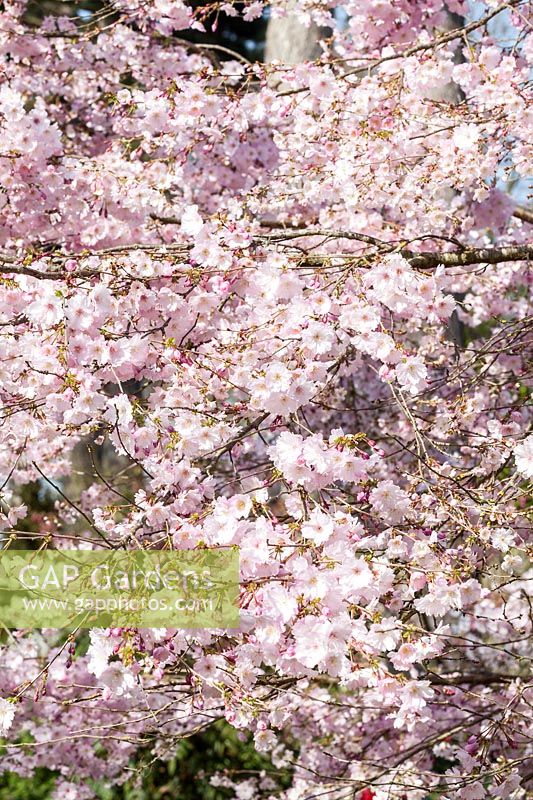 Prunus 'Pink Ballerina' - cherry blossom flowering in spring