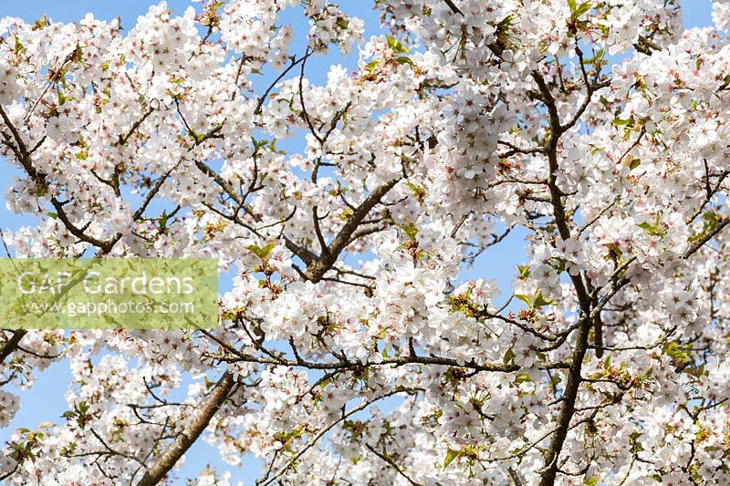 Prunus 'Matsumae-hanakagoto' - Japanese cherry blossom flowering in spring