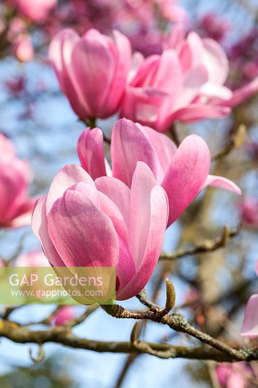Magnolia 'Peter Dummer' flowering in spring