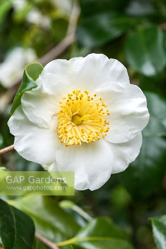 Camellia japonica 'Yukimi-guruma'