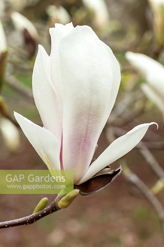 Magnolia x soulangeana 'Brozzonii' - AGM Award of Garden Merit