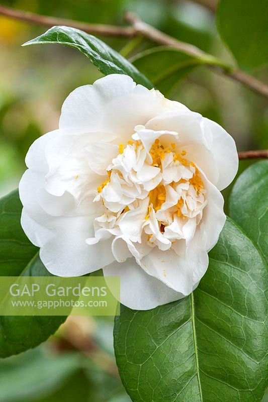 Camellia japonica 'The Pilgrim'