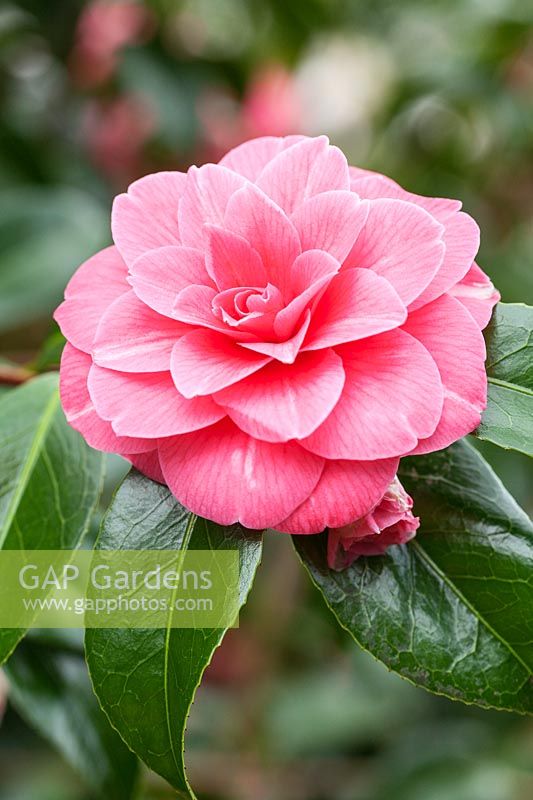 Camellia japonica 'Lalla Rookh'