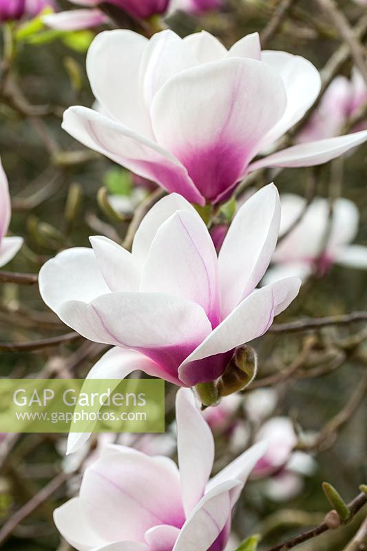 Magnolia 'Athene' - AGM, Award of Garden Merit