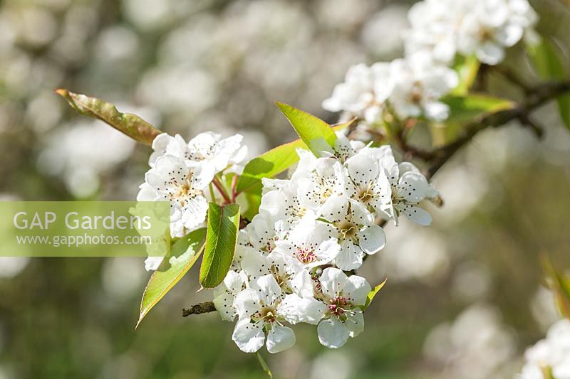 Pyrus pashia - wild Himalayan pear tree blossom in spring