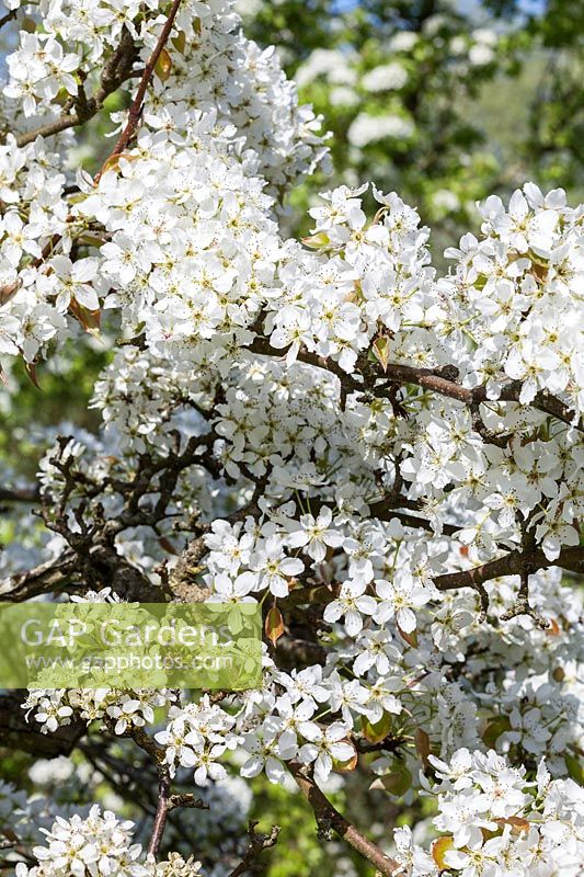 Pyrus pyrifolia var. culta - pear tree blossom in spring