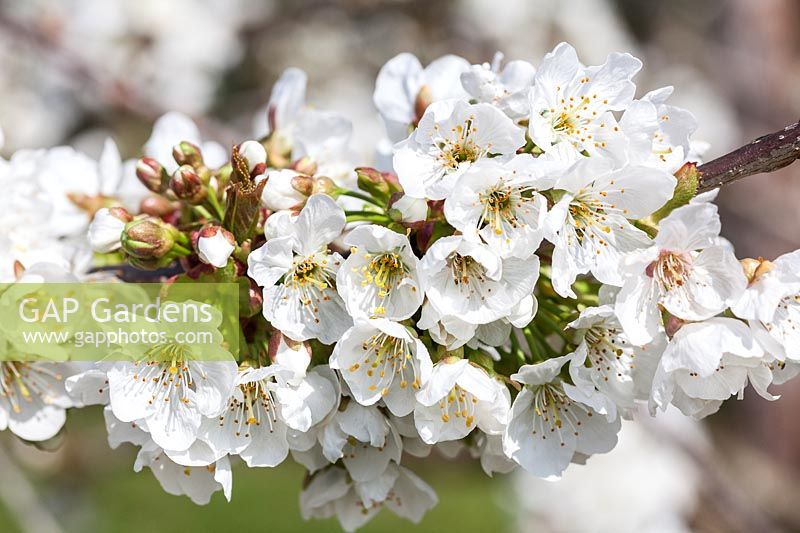 Prunus 'Merton Glory' - Sweet Cherry blossom in spring