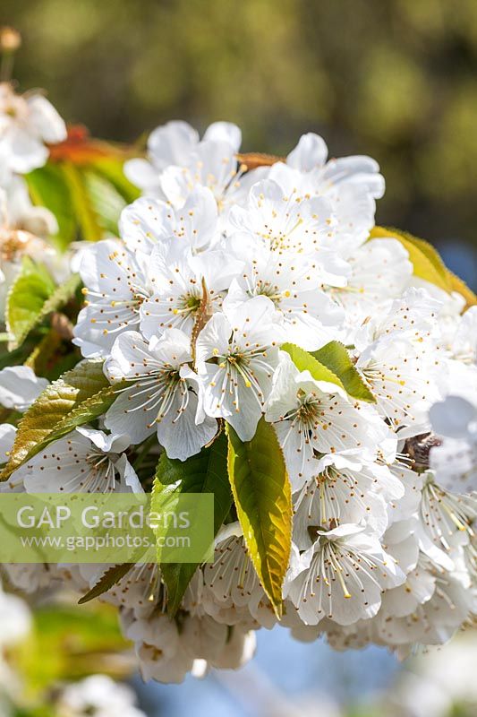 Prunus 'Lapins' - Sweet Cherry blossom in spring