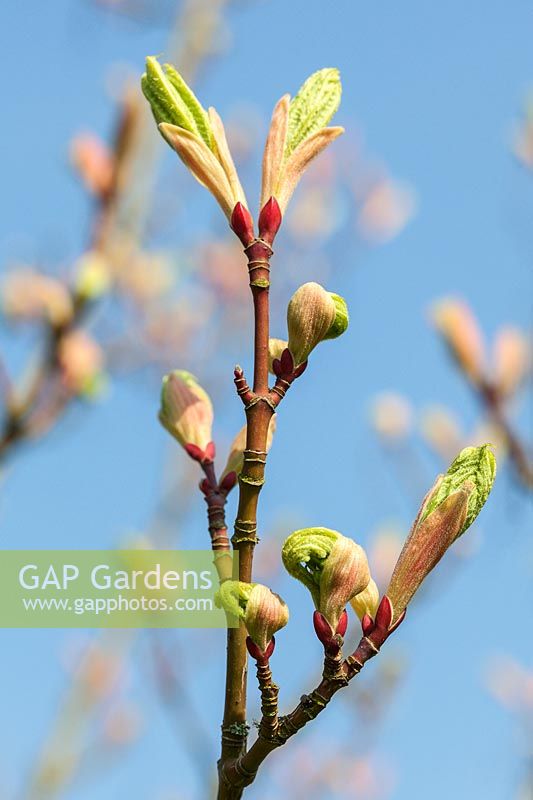 New foliage of Acer x conspicuum 'Candy Stripe' emerging from leaf buds in spring