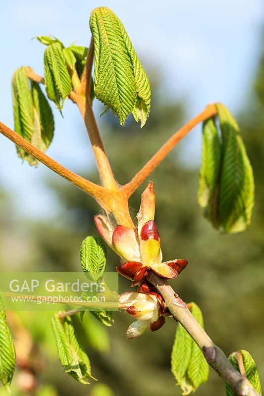 New foliage of Aesculus hippocastanum - Horse Chestnut tree, emerging sticky leaf buds in spring
