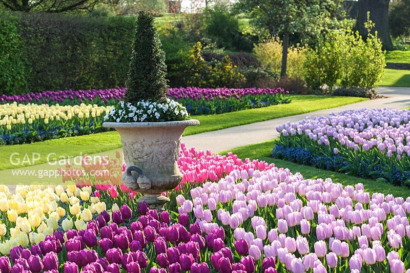 Display of Tulips at RHS Gardens Wisley, Surrey, UK. Tulipa varieties 'Purple Prince', 'Sunny Prince', 'Candy Prince' and 'Christmas Dream'. Tulips