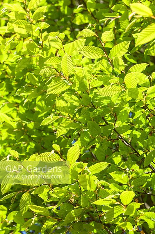 Carpinus betulus 'Fastigiata' - Hornbeam tree. New foliage in spring. AGM, RHS Award of Garden Merit