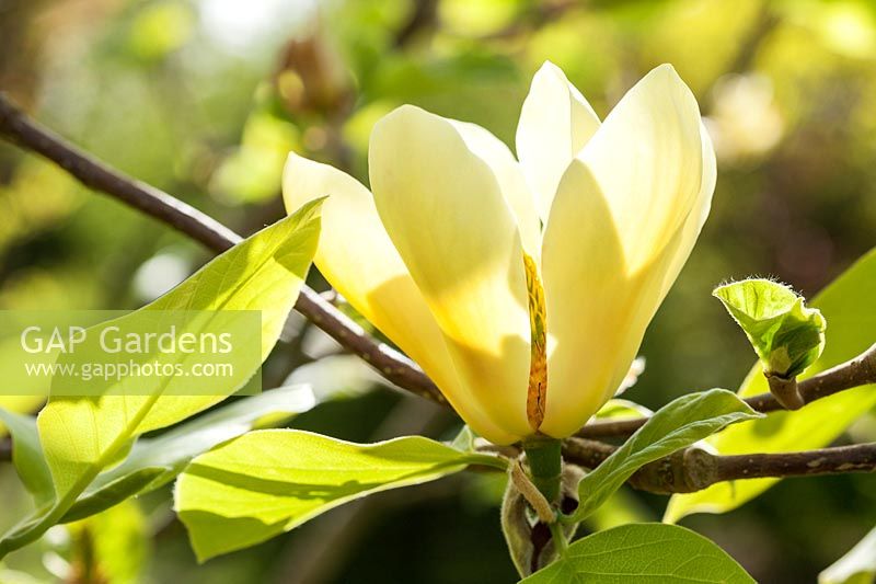 Magnolia 'Golden Gala' flowering in spring