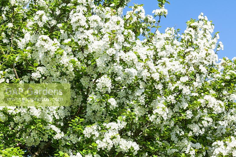 Malus asiatica var. wrightii - Chinese Crab apple tree blossom in spring