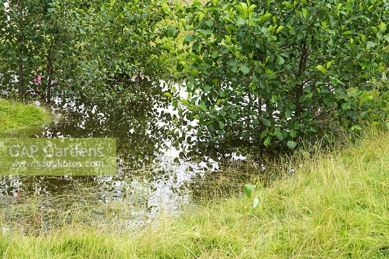 Planting of Alnus glutinosa - Alder trees. Streetscape's Holding Back the Flood garden. RHS Hampton Court Flower Show 2017. Designer: Will Williams.