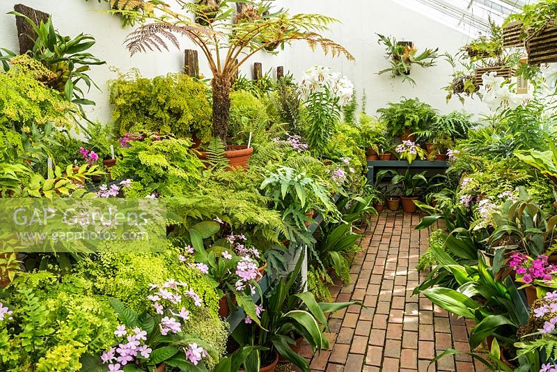 Display of Ferns, Lilies and Streptocarpus in a glasshouse at West Dean Gardens, West Sussex