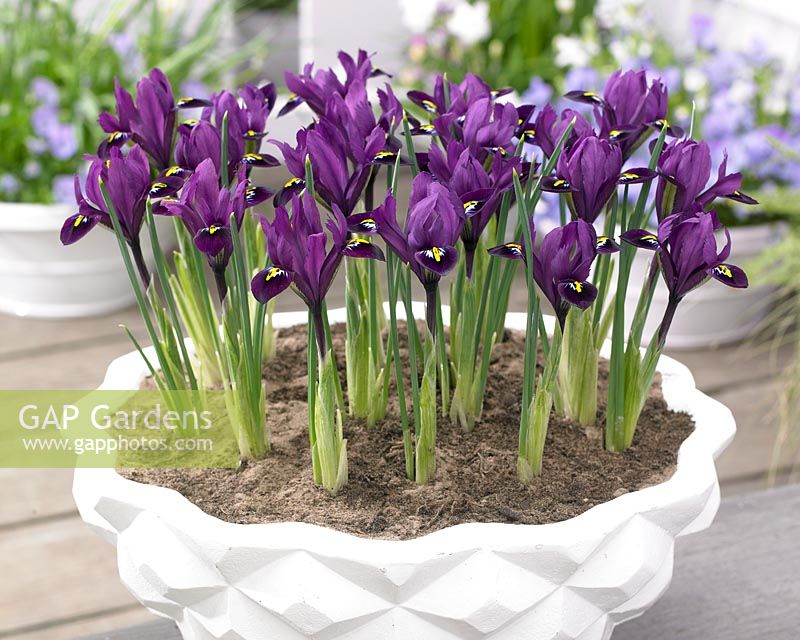 Iris reticulata Purple Hill Â®