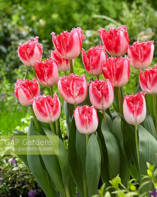Tulipa Neglige