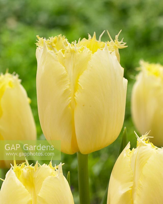 Tulipa Golden Spring