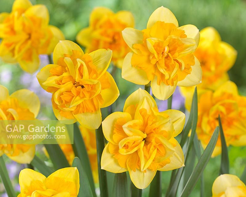 Narcissus Jersey Star