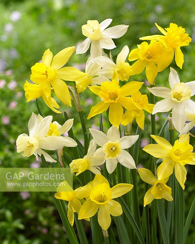 Narcissus Sailboat, Yellow Sailboat