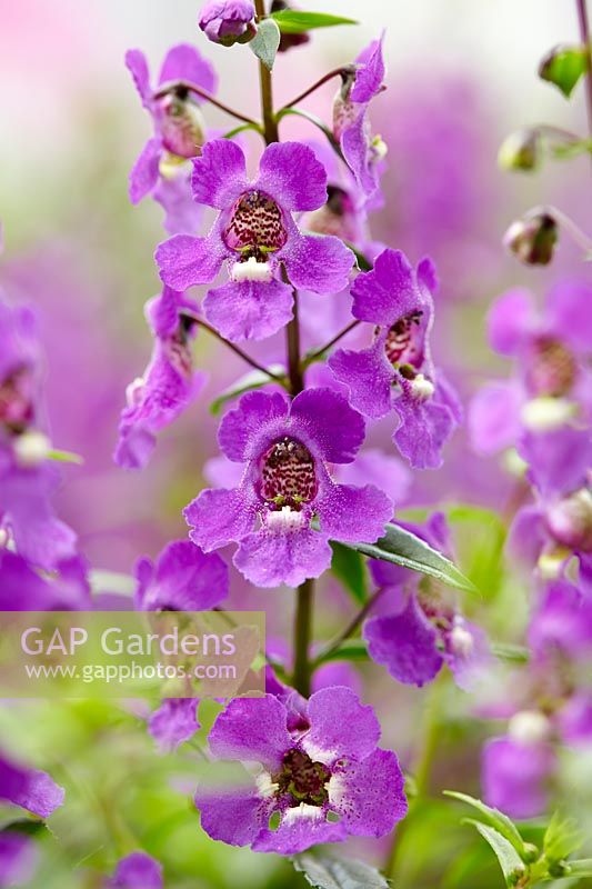Angelonia angustifolia Serena Purple