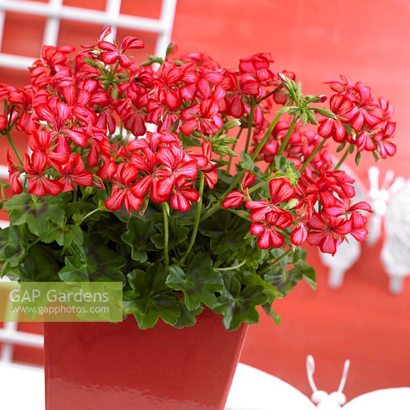 Pelargonium Villetta Red White