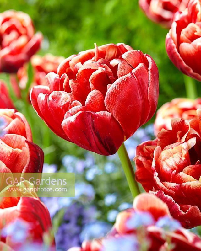 Tulipa Cabella