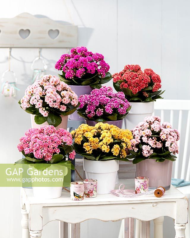 Kalanchoe Serenity collection