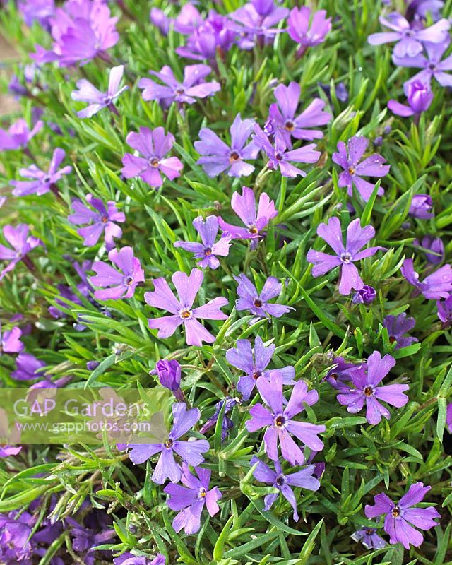 Phlox Purple Pinwheels 