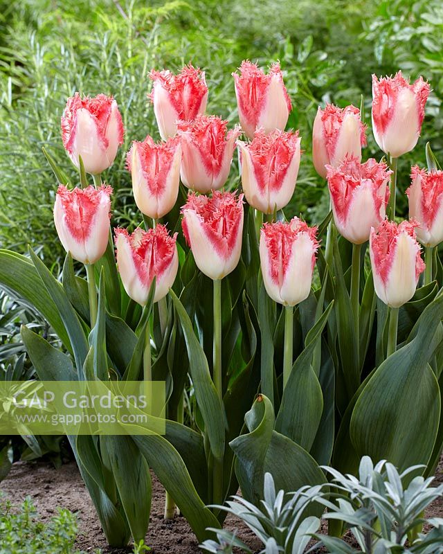 Tulipa Sweet Simone