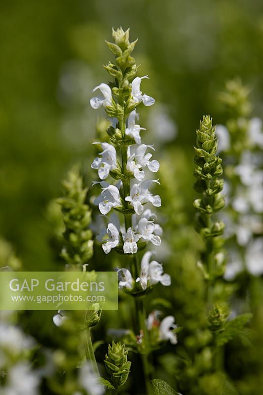 Salvia nemorosa Sensation White