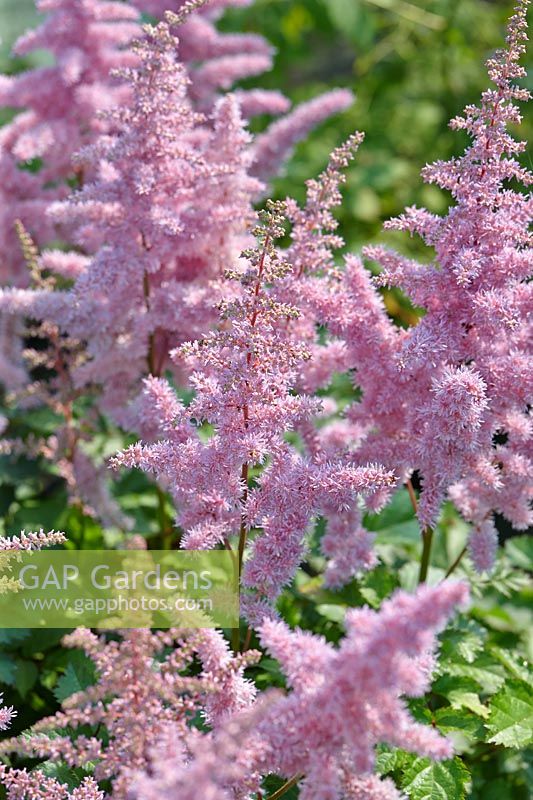 Astilbe Heart and Soul