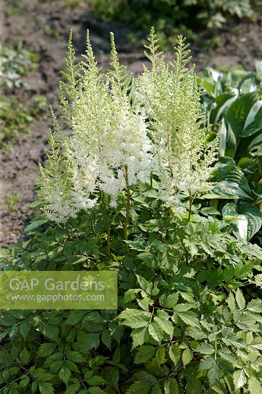 Astilbe Diamonds and Pearls