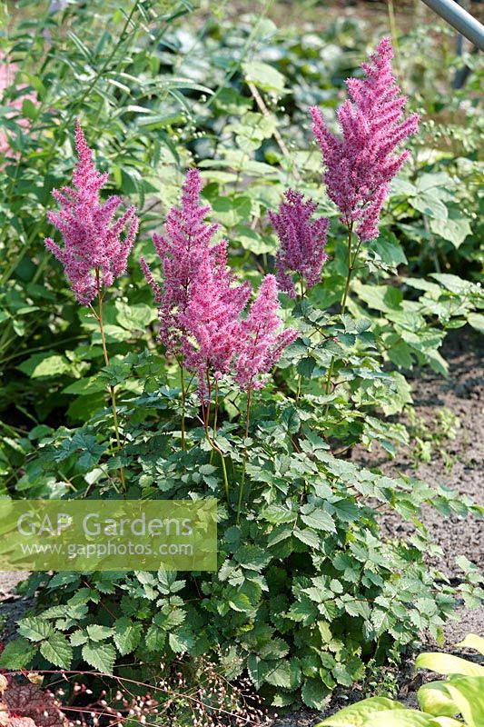 Astilbe To Have and to Hold
