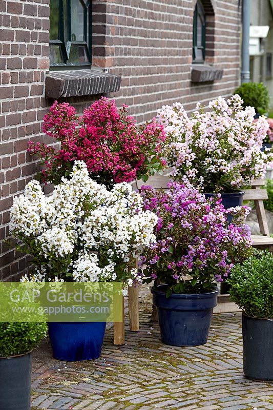 Lagerstroemia collection
