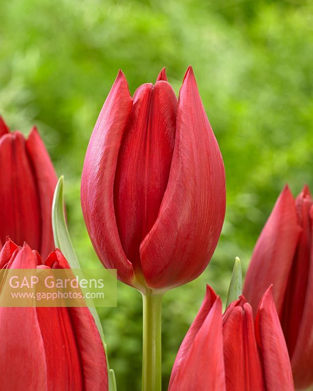 Tulipa Gigondas
