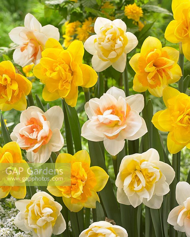 Narcissus Double Power, Narcissus Jersey Star, Narcissus 02-28, Narcissus 07-28, Narcissus 07-29