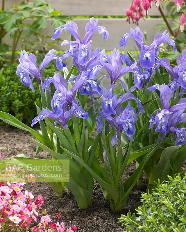 Iris zenaidae